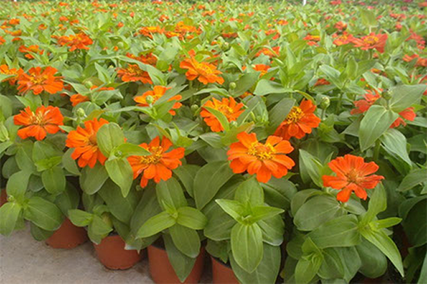 الأشجار والشجيرات الخارجية