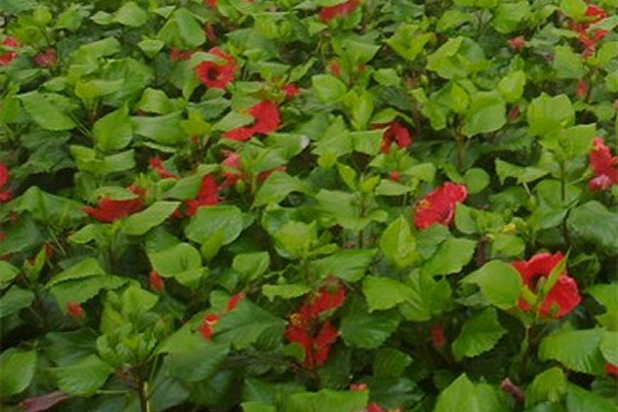 النباتات الداخلية