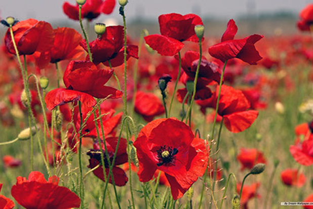 النباتات الداخلية المزهرة